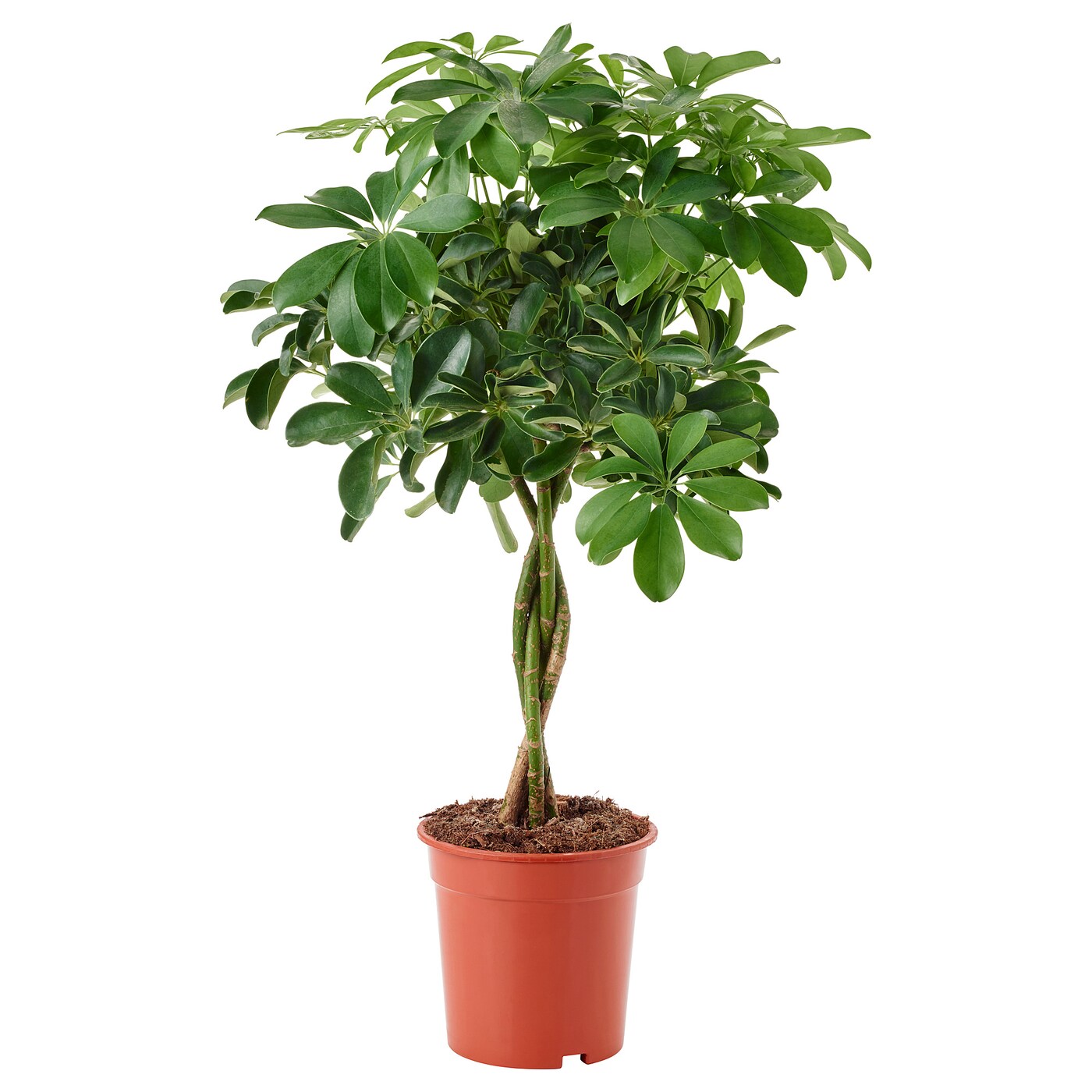 Шефлера. Schefflera arboricola цветок. Шеффлера древовидная Schefflera arboricola. Шеффлера и Мирт). Шеффлера Тринити.