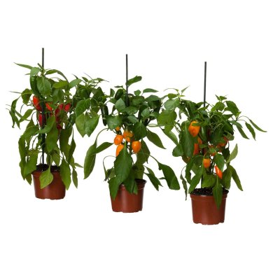 IKEA CAPSICUM ANNUUM (ИКЕА КАПСИКУМ ГОДОВОЙ) 40547116