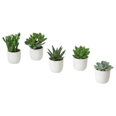 IKEA SUCCULENT (ИКЕА СУККУЛЕНТНЫЙ) 00564443