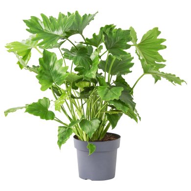 IKEA PHILODENDRON (ИКЕА ФИЛОДЕНДРОН) 30528199