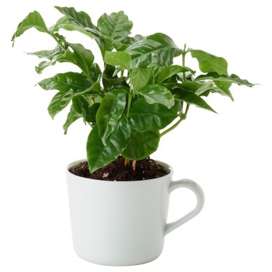 IKEA COFFEA ARABICA (ИКЕА КОФЕ Арабика) 30555395