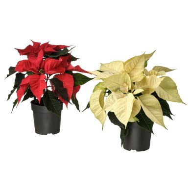 IKEA POINSETTIA (ИКЕА ПУАНСЕТИЯ) 80592381