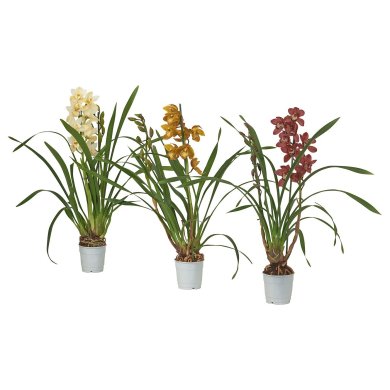 IKEA CYMBIDIUM (ИКЕА ЦИМБИДИЙ) 20565494