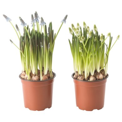 IKEA MUSCARI (ИКЕА МУСКАРИ) 40540370