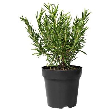 IKEA ROSMARINUS OFFICINALIS (ИКЕА РОЗМАРИНУС ЛЕКАРСТВЕННЫЙ) 80547124