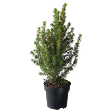 IKEA PICEA GLAUCA CONICA (ИКЕА ПИСЕЯ ГЛАУКА КОНИКА) 40587843