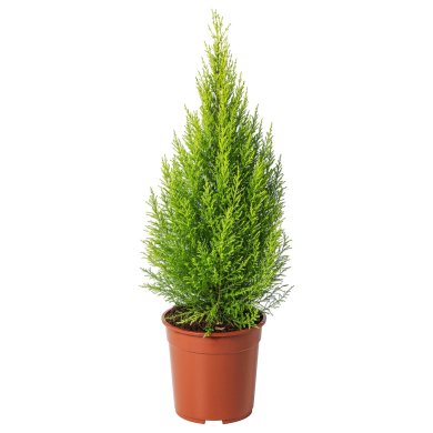 IKEA CUPRESSUS MACROCARPA (ИКЕА КИПРЕСС МАКРОКАРПА) 90540363