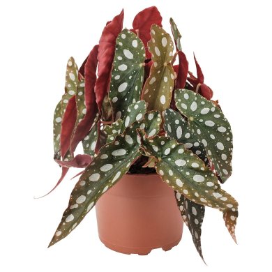 IKEA BEGONIA MACULATA (ИКЕА BEGONIA MACULATA) 50574637