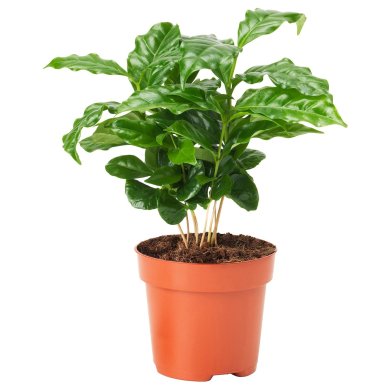 IKEA COFFEA ARABICA (ИКЕА COFFEA ARABICA) 60583434