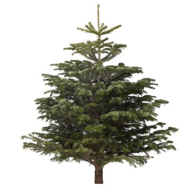 IKEA ABIES NORDMANNIANA (ИКЕА АБИС НОРДМАННИАН) 80045882