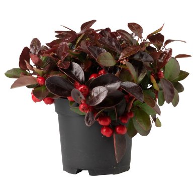 IKEA GAULTHERIA PROCUMBENS (ИКЕА ГАУЛТЕРИЯ ПРОКУМБЕНС) 00535016