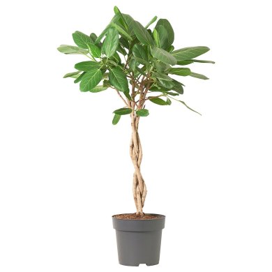 IKEA FICUS BENGHALENSIS (ИКЕА ФИКУС БЕНГАЛЕНСКИЙ) 70543602