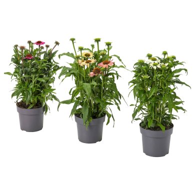 IKEA ECHINACEA (ИКЕА ECHINACEA) 40592383