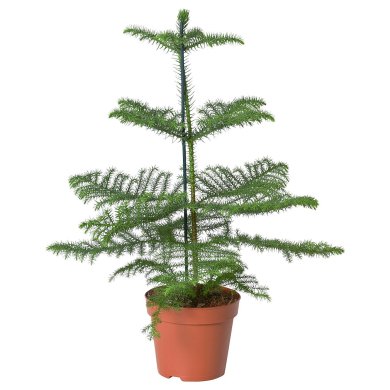 IKEA ARAUCARIA (ИКЕА АРАУКАРИЯ) 70561691