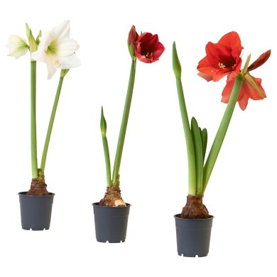 IKEA HIPPEASTRUM (ИКЕА ГИППЕАСТРУМ) 00587840