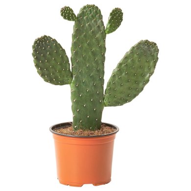 IKEA OPUNTIA RUBESCENS (ИКЕА ОПУНЦИЯ РУБЕСЦЕНС) 50555403