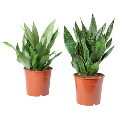 IKEA SANSEVIERIA (ИКЕА САНСЕВЬЕРА) 90543818