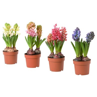 IKEA HYACINTHUS (ИКЕА ГИАЦИНТ) 60587842