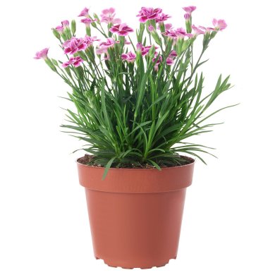 IKEA DIANTHUS (ИКЕА ДИАТУС) 80547119