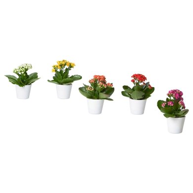 IKEA KALANCHOE (ИКЕА КАЛАНХОЭ) 90555401