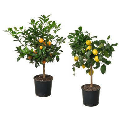 IKEA CITRUS (ИКЕА ЦИТРУСОВЫЕ) 40593561