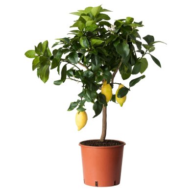 IKEA CITRUS (ИКЕА ЦИТРУСОВЫЕ) 10540362