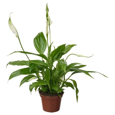 IKEA SPATHIPHYLLUM (ИКЕА СПАТИФИЛЛЮМ) 00598688