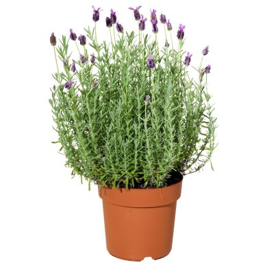 IKEA LAVANDULA (ИКЕА ЛАВАНДУЛА) 60547120