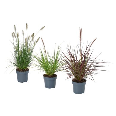 IKEA PENNISETUM (ИКЕА ПЕННИСЕТУМ) 60592382