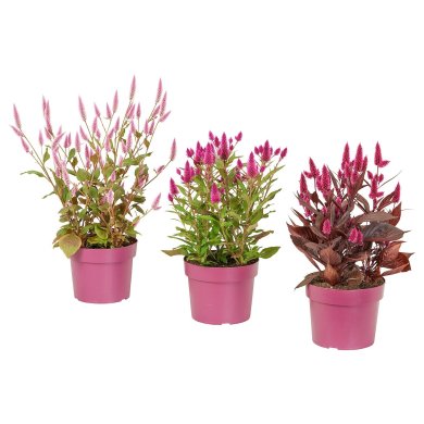 IKEA CELOSIA (ИКЕА CELOSIA) 30574638