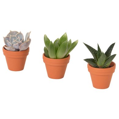 IKEA SUCCULENT (ИКЕА СУККУЛЕНТНЫЙ) 20543223