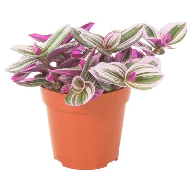 IKEA TRADESCANTIA (ИКЕА ТРАДЕСКАНЦИЯ) 70574896