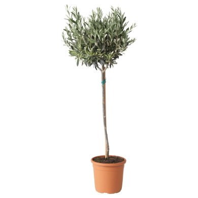 IKEA OLEA EUROPAEA (ИКЕА ОЛЕА ЕВРОПА) 20547122