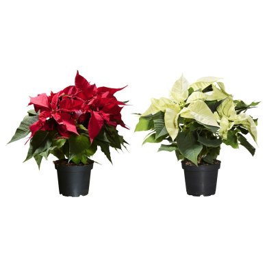 IKEA POINSETTIA (ИКЕА ПУАНСЕТИЯ) 90587845