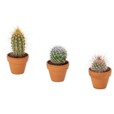 IKEA CACTACEAE (ИКЕА КАКТОСТНЫЕ) 90535106