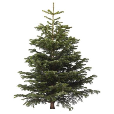 IKEA ABIES NORDMANNIANA (ИКЕА АБИС НОРДМАННИАН) 80228363