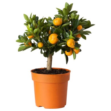 IKEA CITRUS (ИКЕА ЦИТРУСОВЫЕ) 30540361