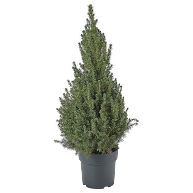 IKEA PICEA GLAUCA CONICA (ИКЕА ПИСЕЯ ГЛАУКА КОНИКА) 00563622